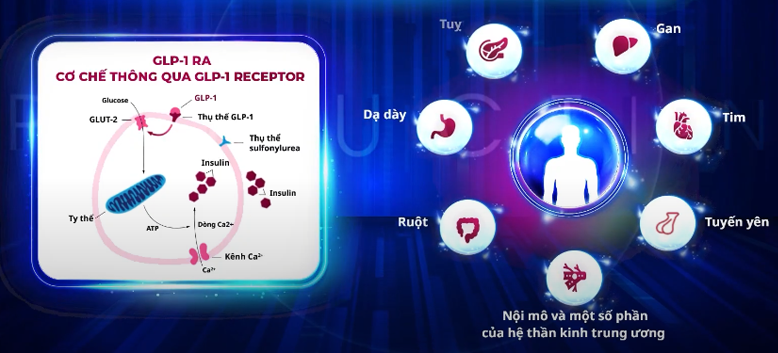 NOVO NORDISK_NOVO CYCLE